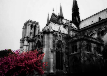 A photo of Notre Dame cathedral in Paris with a flowering spring tree in the foreground. Paris, 8-Apr-00