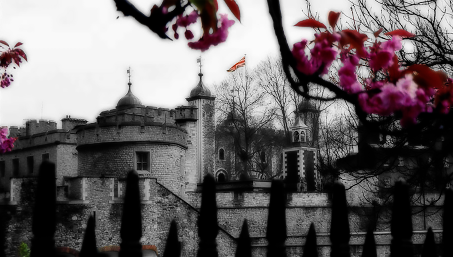 A photo of the Tower of London with flowering pink trees in the foreground. 15-Apr-00